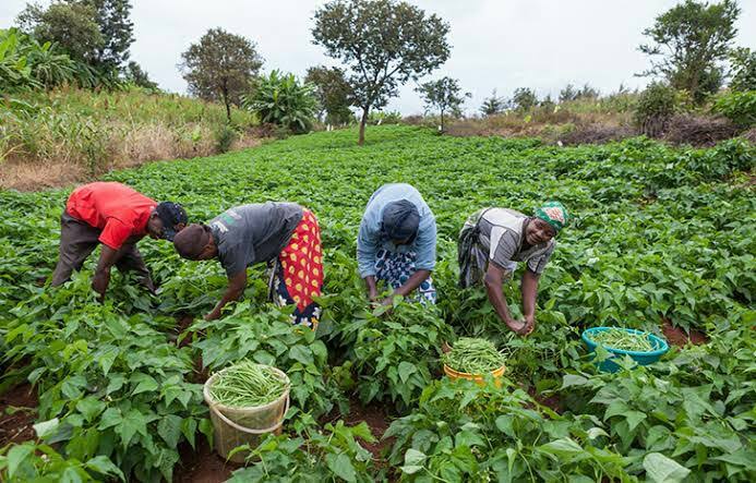 « Pourquoi le Nigeria doit augmenter ses exportations de produits agroalimentaires »