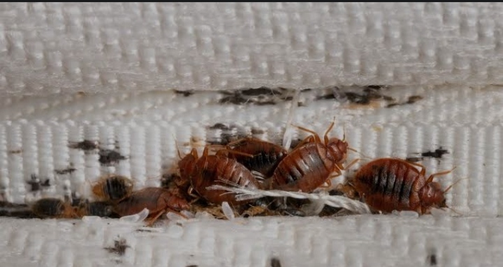 Cinq façons de prévenir les infestations de punaises de lit dans votre maison
