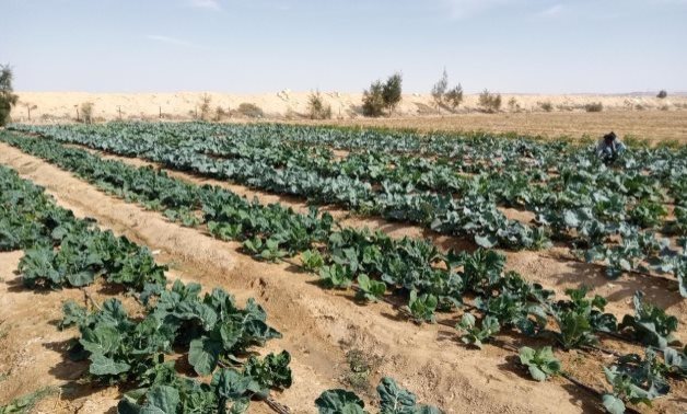 FILE - Land reclaimed in Sinai
