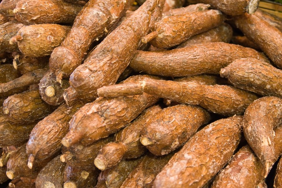 La recherche va stimuler la productivité du manioc