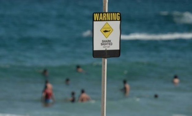 Le ministre égyptien de l'Environnement ferme l'une des plages de Dahab après une attaque de requin