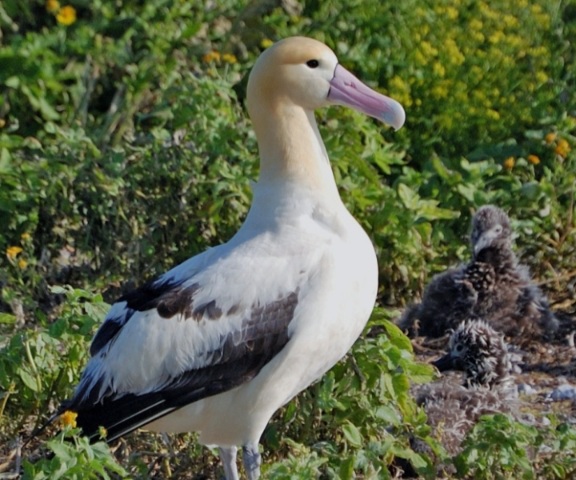Huit choses à savoir sur Albatross