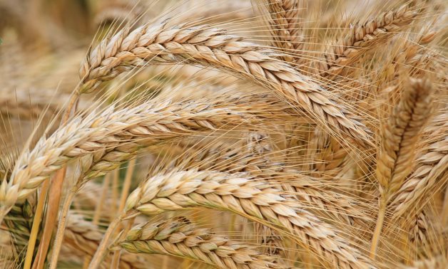 La superficie cultivée en blé en Egypte en 2023 sera de 4 millions de feddans