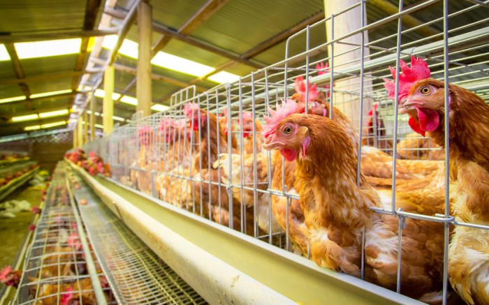 Le gouvernement doit s'occuper de toute urgence de l'épidémie de grippe aviaire, déclare DA