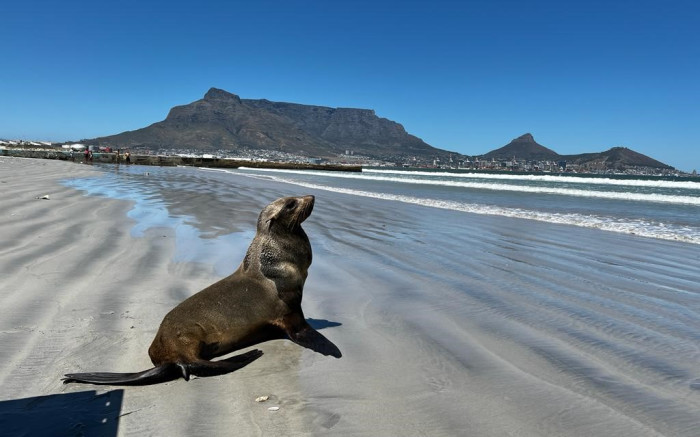Un phoque meurt après avoir été harcelé à Strand Beach