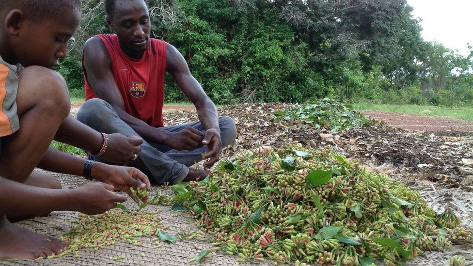 Z'bar prêt à booster la production de clous de girofle