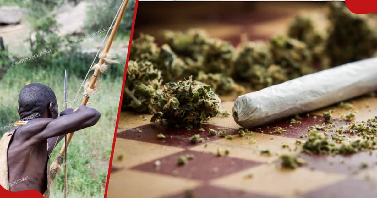 Le chef de Kitui abattu avec des flèches après avoir perquisitionné le domicile d'un revendeur présumé de Bhang