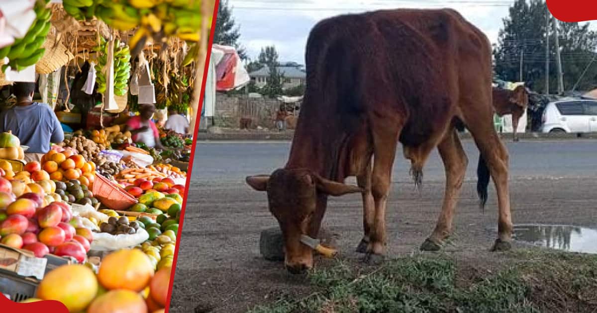 Kajiado : Drame où Mama Mboga poignarde une vache avec un couteau de cuisine après qu'elle ait mangé ses marchandises