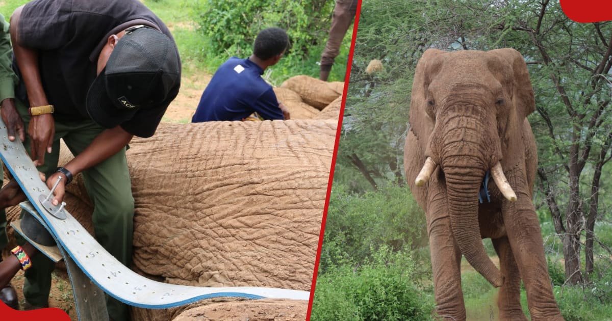 Le Kenya pleure l'éléphant mâle de 37 ans tué à Samburu : « Sa présence nous manquera énormément »