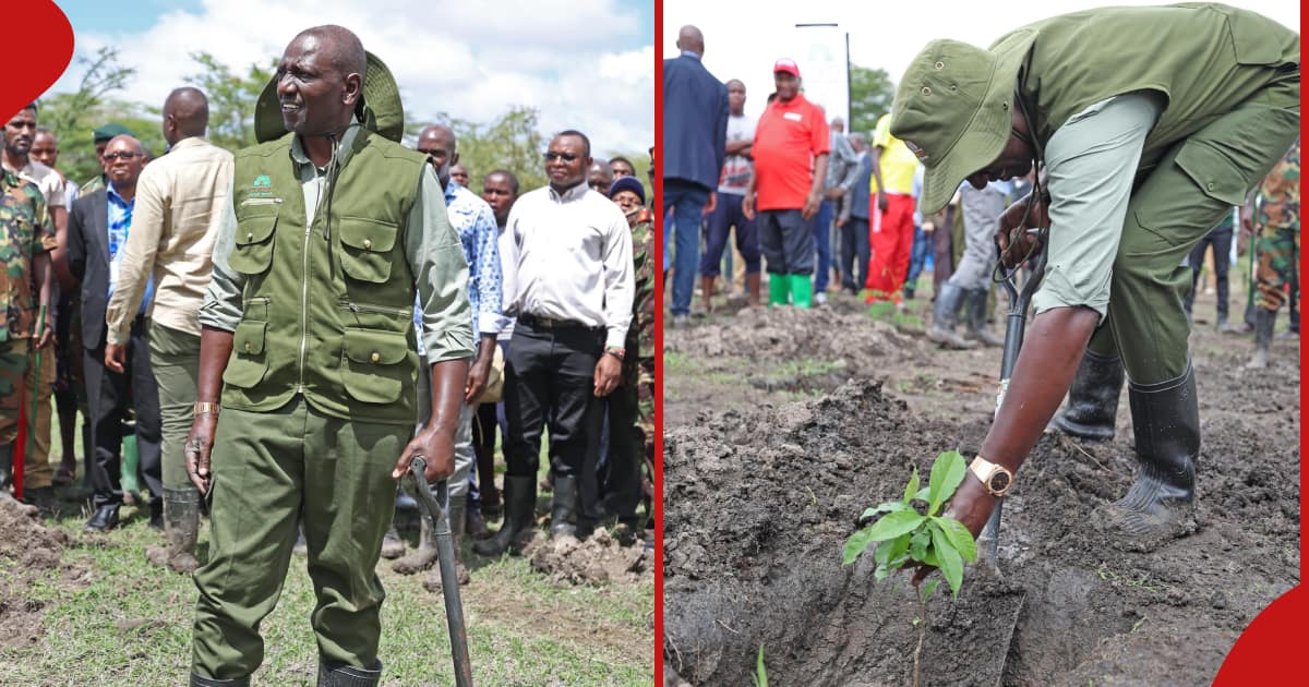 La vidéo de William Ruto trébuchant et presque tombant alors qu'il plantait des arbres inquiète les Kenyans