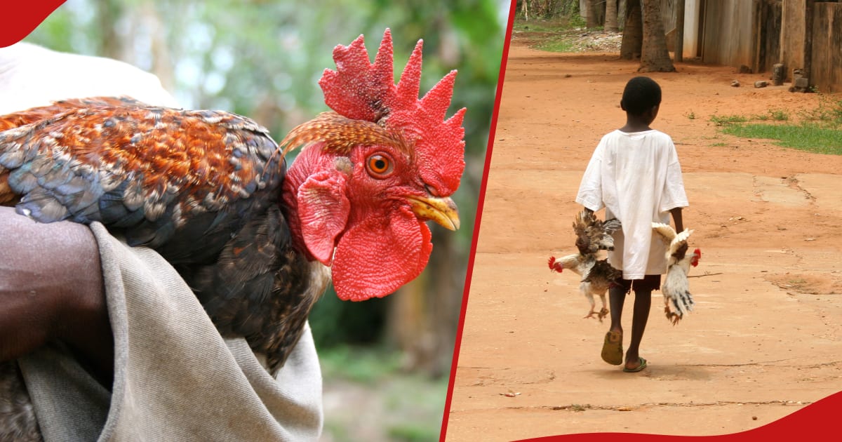 Un homme de Kakamega tue son fils de 13 ans pour avoir prétendument volé 2 poulets