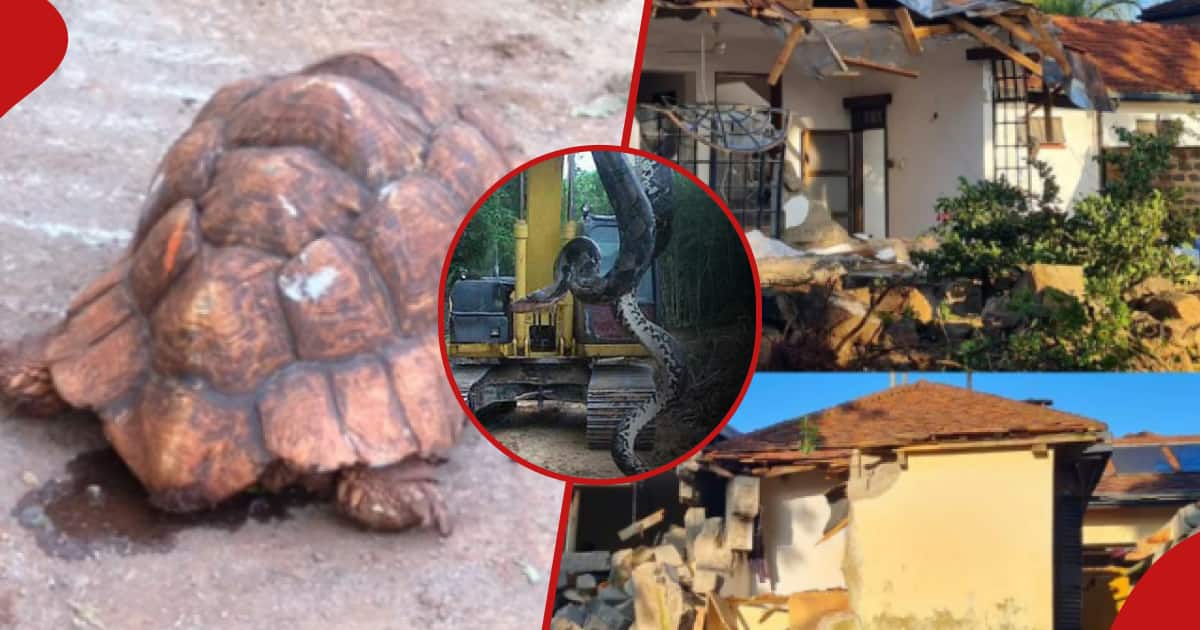Kakamega : Les habitants sont effrayés après avoir trouvé un serpent et des tortues dans une maison démolie