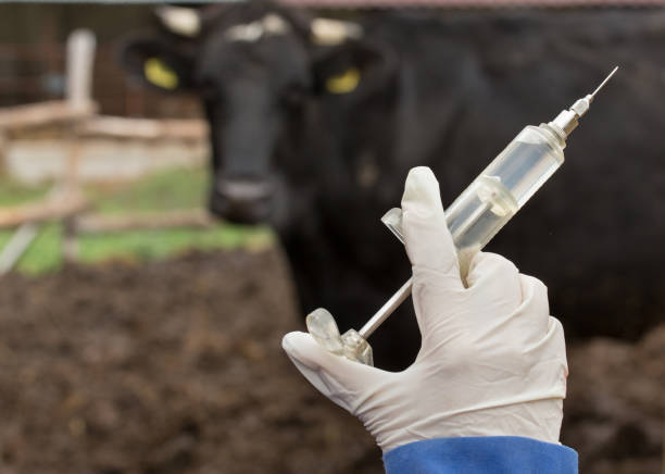 La Tanzanie prévoit une vaccination massive du bétail