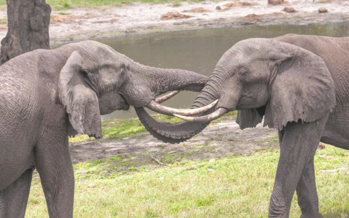 Ezemvelo KZN Wildlife met en garde les communautés contre les éléphants errant dans les rues