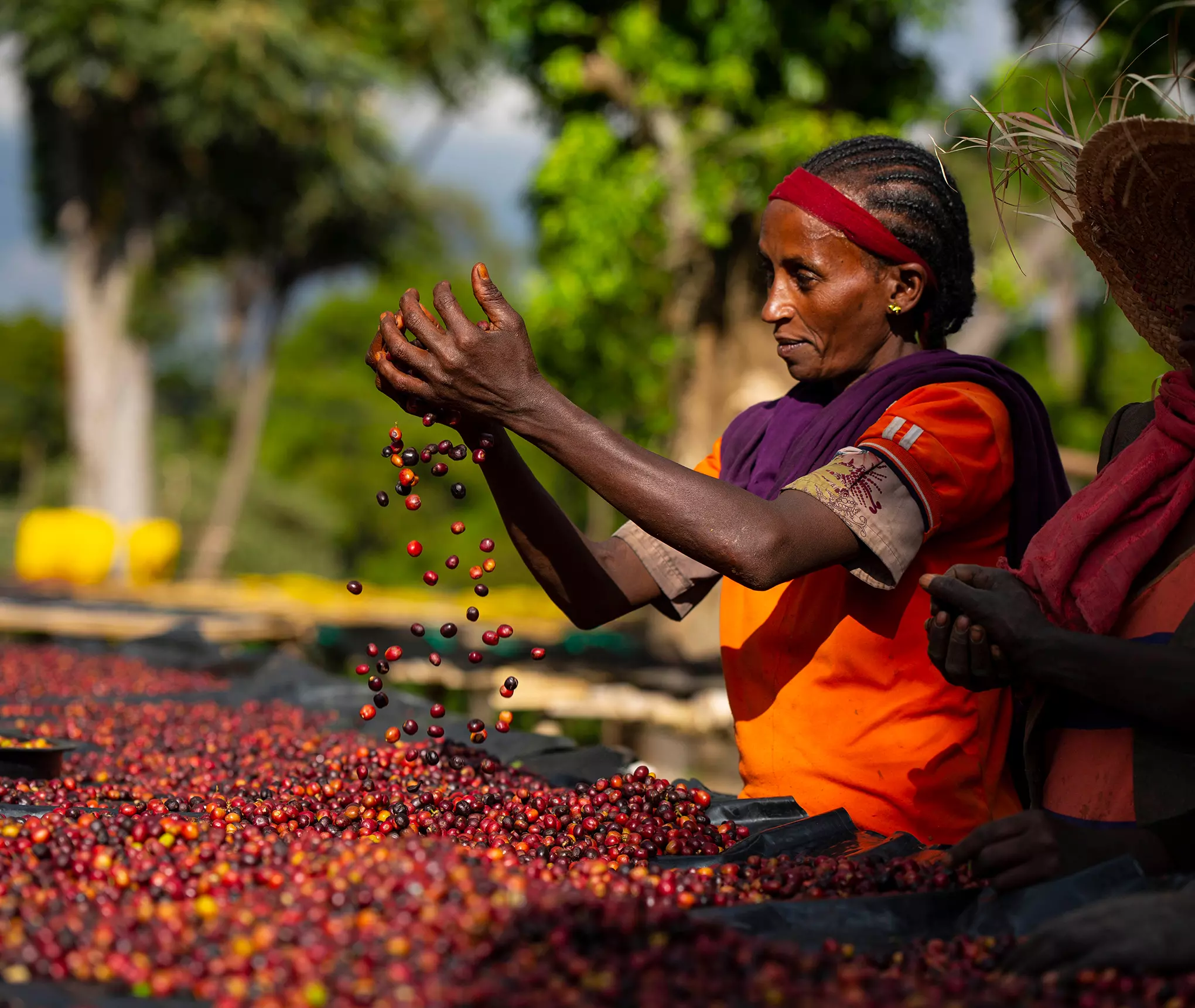 Les habitants des zones Ouest et Kelem Welega disent qu'ils ne peuvent pas récolter de café en raison d'un problème de sécurité