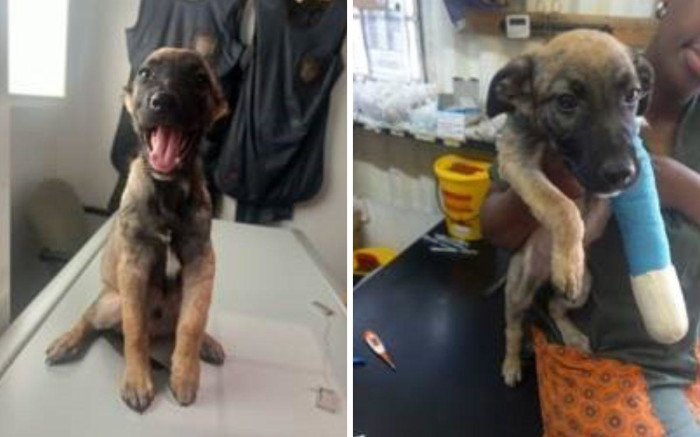 Un chiot héros vient à la rescousse de la famille