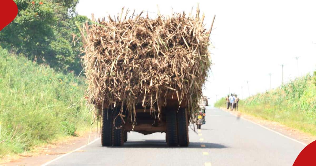 Kisumu : Les transporteurs de canne à sucre risquent une amende de 10 000 KSh pour avoir renversé de la canne à sucre sur les routes de la ville