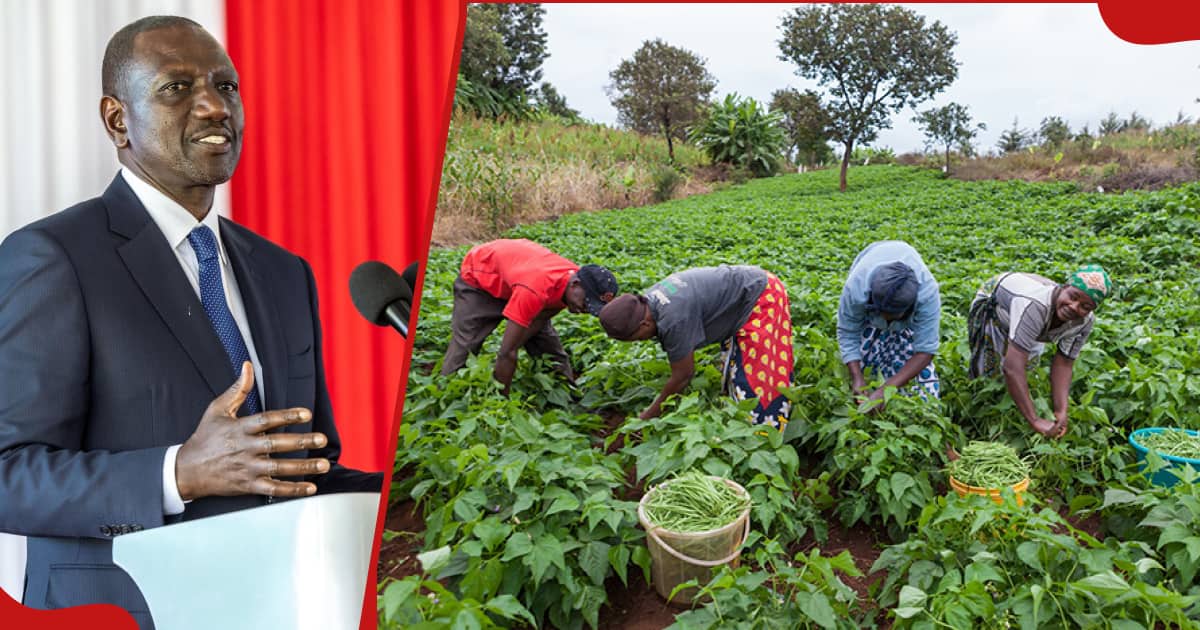 Le gouvernement de William Ruto va taxer les agriculteurs à 5 % pour chaque tranche de 100 KSh provenant de la vente de leurs produits agricoles