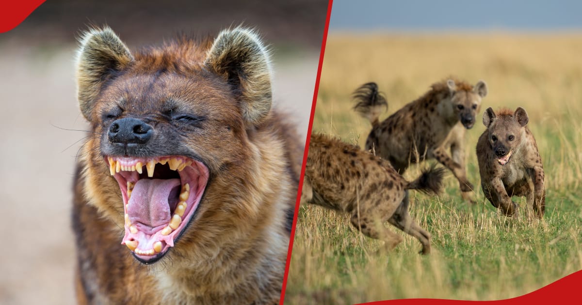 KWS conseille aux Kenyans comment éviter les attaques de hyènes face à l'augmentation des cas à Juja : « Parlez-lui »