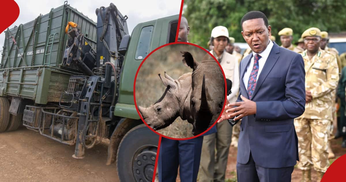 Nairobi : Alfred Mutua dévoile une autre phase de translocation de rhinocéros noirs alors que le nombre d'animaux monte en flèche