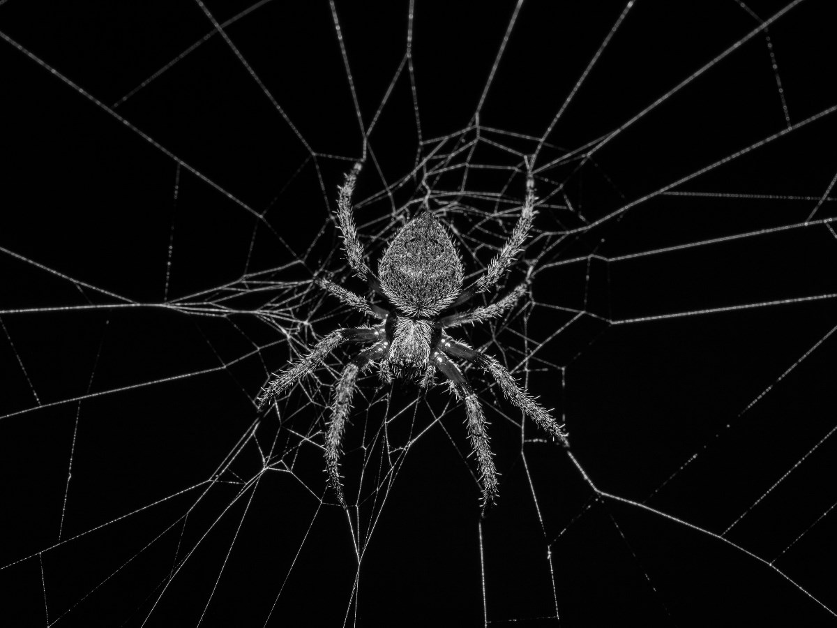 6 faits en bref sur les araignées que vous ne connaissez peut-être pas