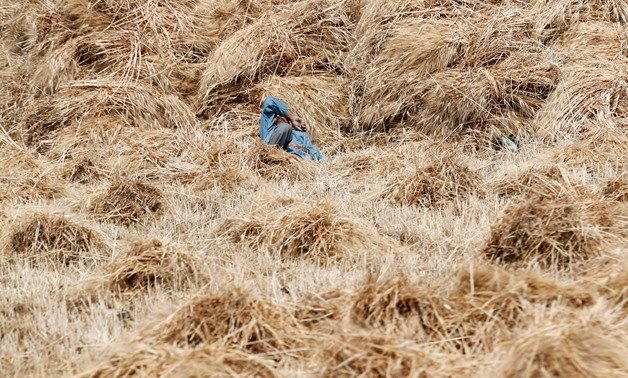 L'Égypte vise à se procurer 3,5 millions de tonnes de blé local alors que la saison d'approvisionnement 2024 commence lundi