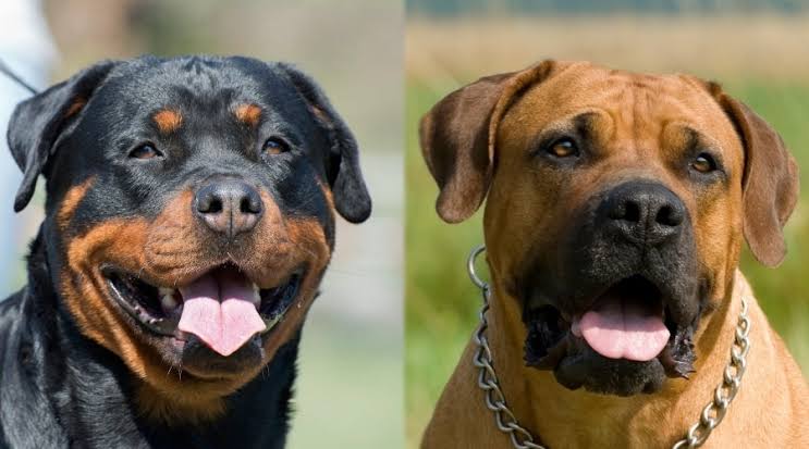 Le Mozambique interdit l'importation de Pitbulls, Boerboels, Rottweilers et de 23 races de chiens dangereuses
