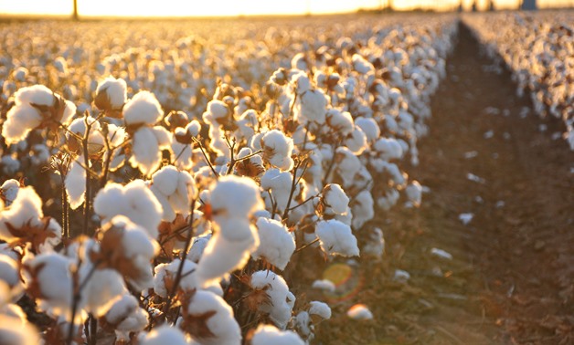 L'Egypte économise 2 milliards de dollars sur les importations de coton
