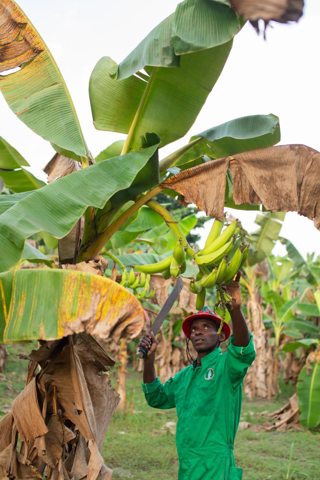 Sommet AgriConnect pour unir le leader agricole du Nigeria