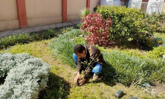 Le ministère égyptien révèle des mises à jour sur l'initiative « 100 millions d'arbres »