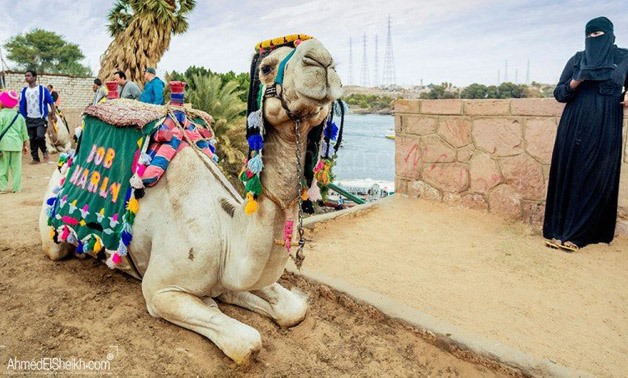 Début des courses de chameaux d'El-Alamein en Égypte avec 1 600 participants
