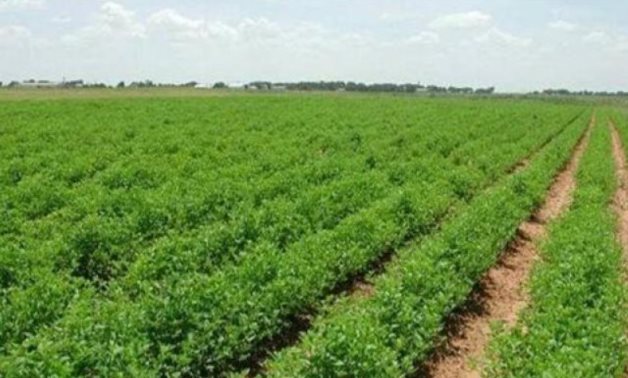 L'Egypte promet une aide pour reconstruire l'agriculture libanaise
