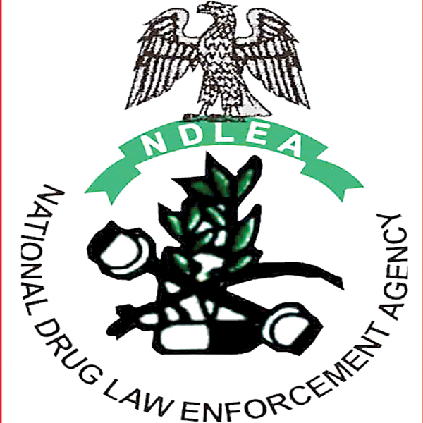 La NDLEA détruit sept hectares de plantation de chanvre et arrête trois personnes à Kogi