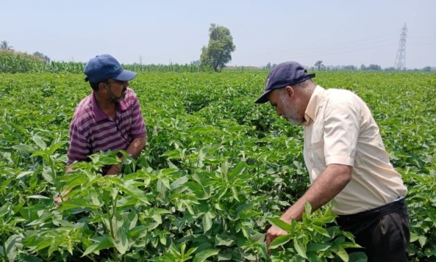 La production de coton égyptienne atteint 2,1 millions de kentars métriques en 2023