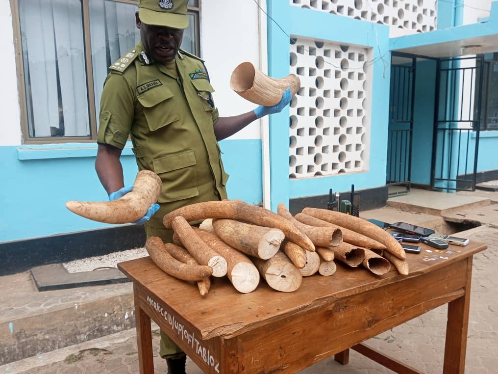 Quatre personnes arrêtées pour possession de 29 défenses d'éléphant