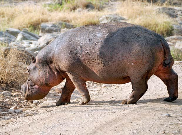 Les hippopotames errants constituent une menace pour les habitants de Biharamulo