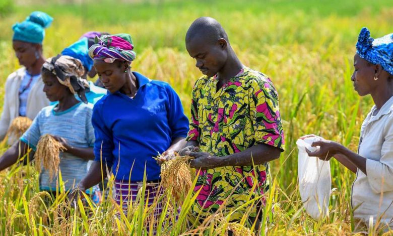 Les instituts de recherche agricole collaborent à la production de semences