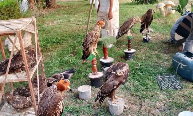 Le ministère égyptien de l'Environnement sauve 20 animaux de 5 espèces menacées
