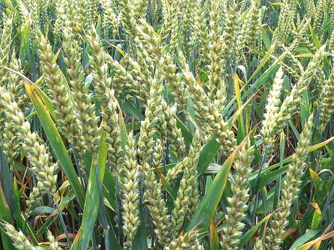 Former LCRI boss Olabanji seeks enabling environment metric tonnes of wheat to Katsina
