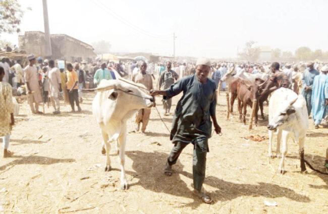 Kano : le marché aux bovins de Wudil génère 50 milliards de nairas par semaine