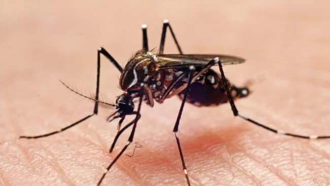 Des scientifiques australiens élèvent des moustiques avec du sperme « toxique »