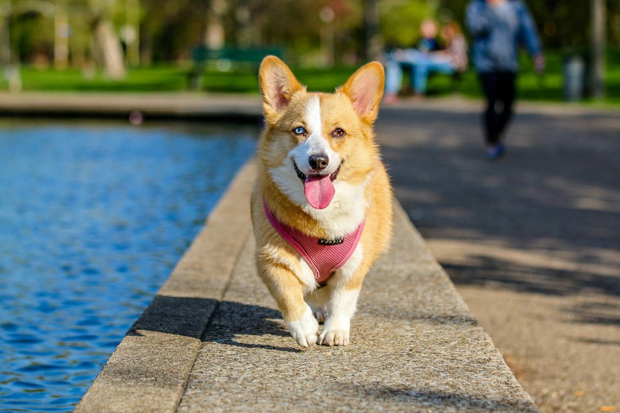 10 meilleures races de chiens que vous pouvez garder comme animaux de compagnie