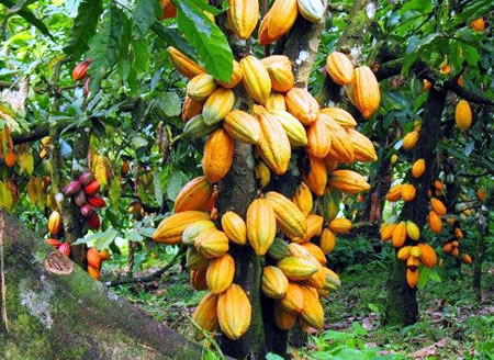Cocoa farmers seek more FG’s support WACOT Limited supports 3500 farmers cocoa farming, agricultural, etung local government, landlord communities
