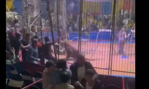 Le cirque en Égypte a fermé ses portes après l'interprète de Tiger Mauls menant à une amputation du bras
