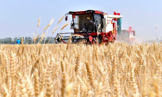 La saison de la récolte «Gold Yellow» démarre en Égypte, le gouvernement cherche à assurer l'autosuffisance