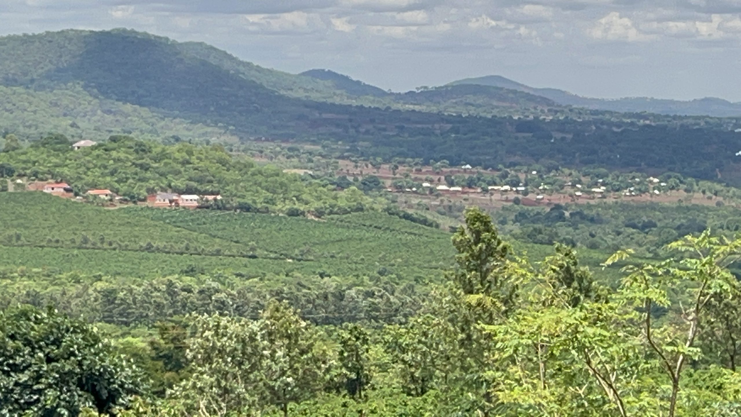 Des haricots aux benzes: comment le café brasse la prospérité en mbinga