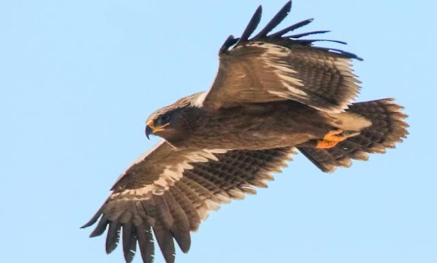 Égypte: plus de 354,5k observés au cours de cette saison automne / printemps