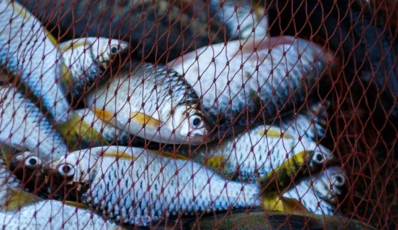 La production de poissons double en quatre ans, les représentants ont dit