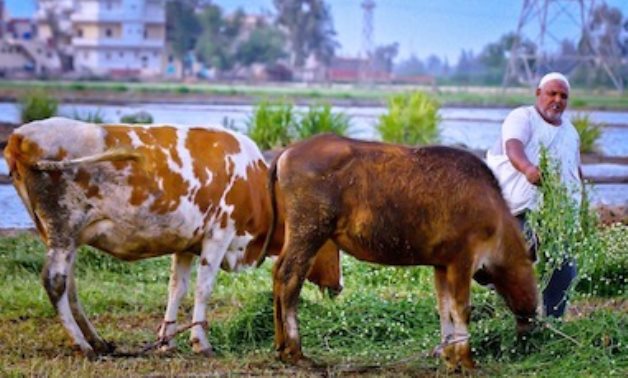 Le changement climatique menace le petit bétail d'agriculteurs de l'Égypte, 75% de la production animale