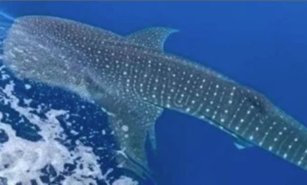 Le requin-baleine repéré à Laguna à Dahab «ne constitue aucune menace pour les humains»: Environnement Min.